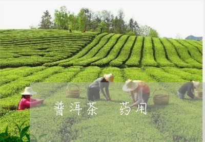 普洱茶 药用/2023042805942